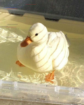 duckygirl._.