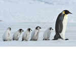 ME PENGUINS