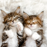 feline friend's
