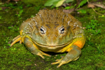 Amphibian Association