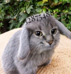 USHASTIKI