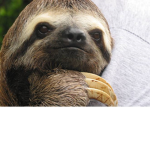 Sloths Trucking Service