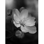 •Pink Blossoms•