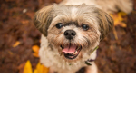 forever doggys