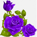 gruppo dei violetti cute