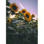 Sunny Sunflower's