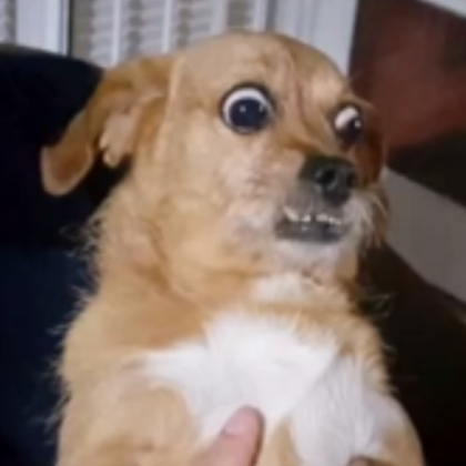 Cute Dog Roblox decal