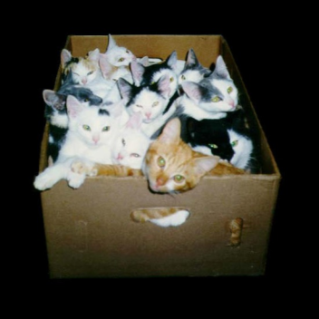 cat box