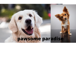 Pawsome paradise