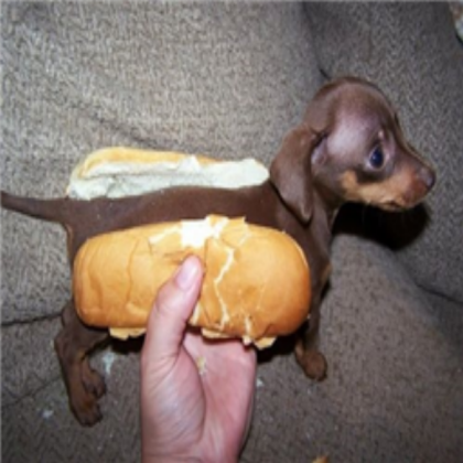 Hot dog... Roblox decal