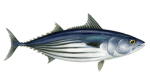 Tuna?