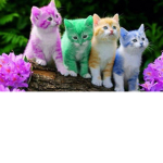we love kitty cats!!!