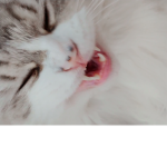 고양이네