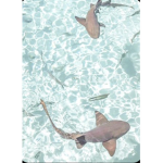 _baby sharks_