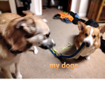 DOG'S FAN!!!!!!!!!!!!!!!!!!!!!!!!!!!!!!!!!!!!!!!!!