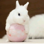 BabyHamster