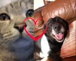 Oreo & Jess studios