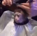 The Monkey Club!