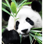 Real Panda Group