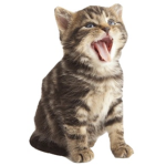 Cat is coming to my room