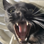 STICKY'S DOMAIN