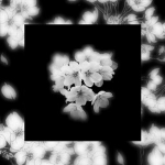 StellarSakura