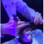 Monkey gang$$