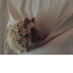 HedgehogArmy