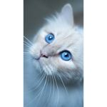 Cat panda