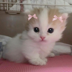 lovrians~
