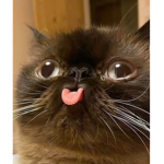 Crazed Cat Cult