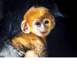 Monkie mans group