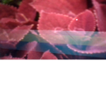 Plant and ruby group