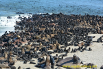 THE SEAL CLUB!