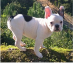French bulldog babies