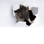 Rat Snatcher's 2