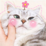 Aesthetic Kittiez