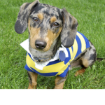 Dawg Clothes!
