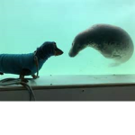 seal and dogs are the best