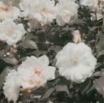 ~•flower army•~