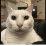 El clud del gato