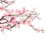 CherryBlossom Army