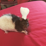 RAT KINGDOM OFFICAL GROUP