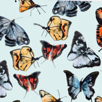 - Beautiful Butterflies -