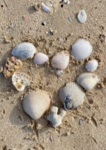 Seashell Dreams
