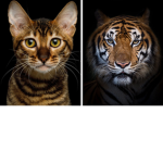 Cats And Tigers Fans Squad