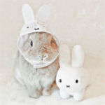 BunnyOfficialGroup