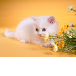 Kittens groups