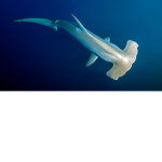 Shark crazy