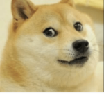 Doges are good